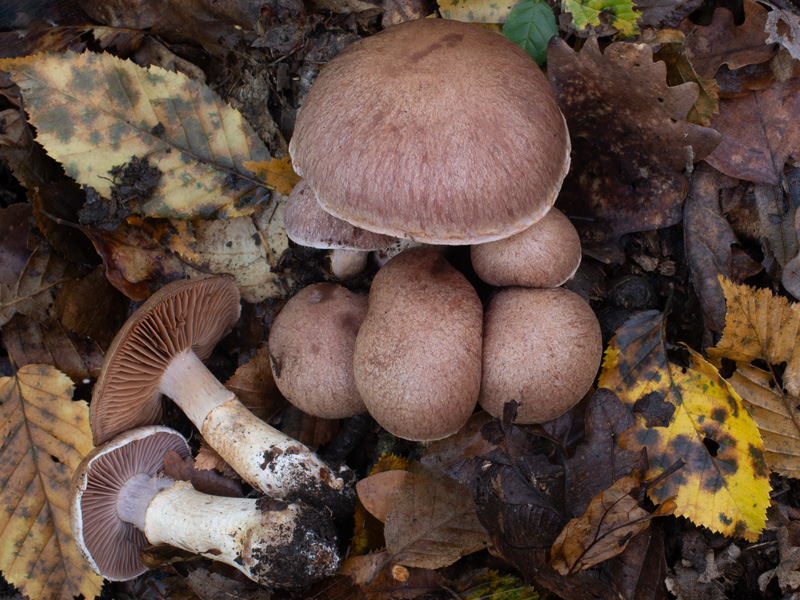 Cortinarius torvus